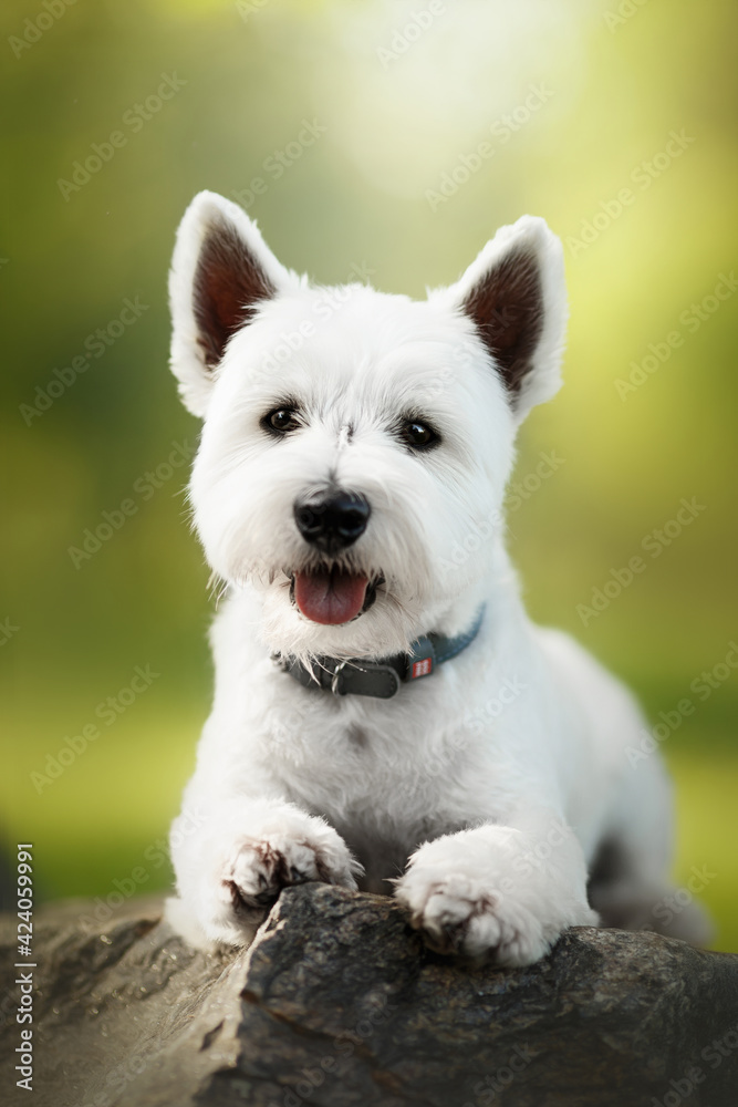 west highland white terrier dog on big stone in green park