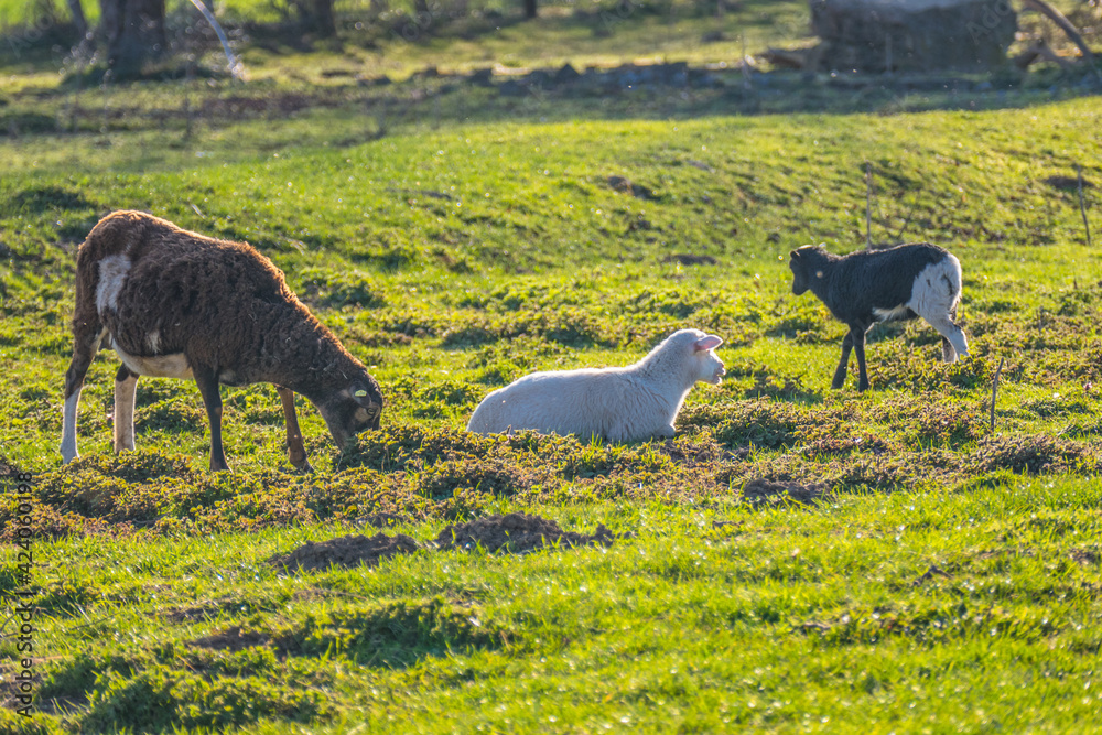 Naklejka premium Kleine Schafherde auf derWeide