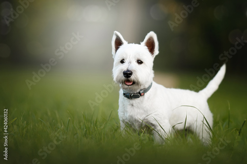 Foto west highland white terrier dog in green park
