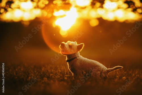 Foto west highland white terrier dog in sunset park