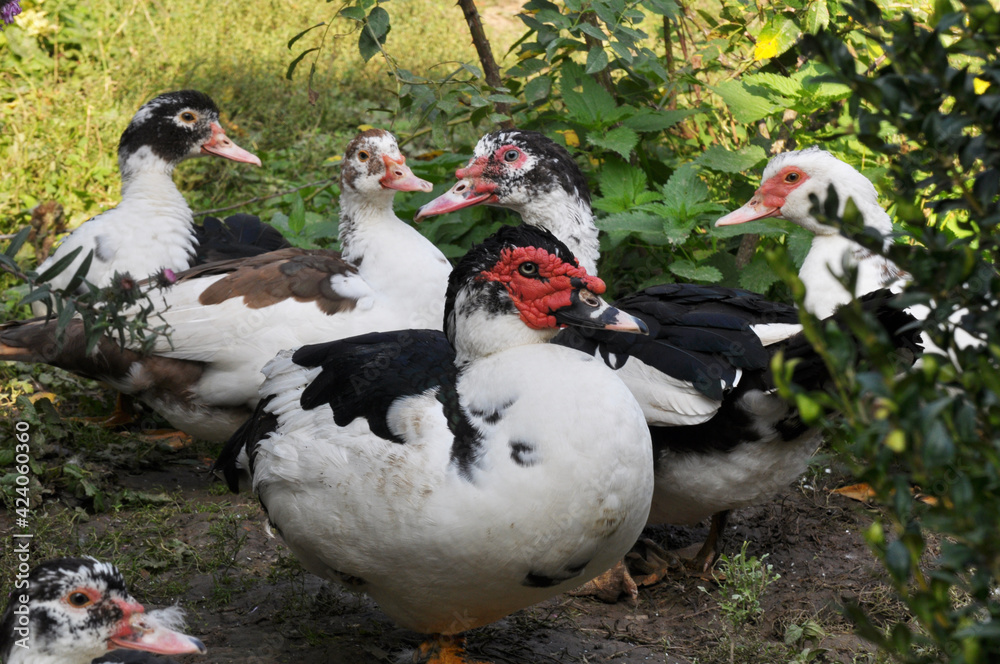 Adult ducks of musk breed (Cairina moschata) Adult ducks of musk breed (Cairina moschata)