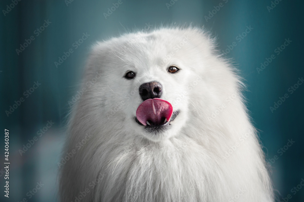 white dog on blue city background licks its nose white dog on blue city background licks its nose