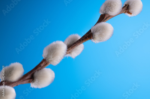 willow tree branch on colorful blue background.