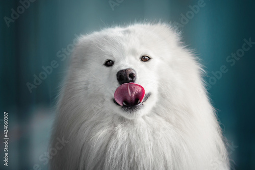 white dog on blue city background licks its nose