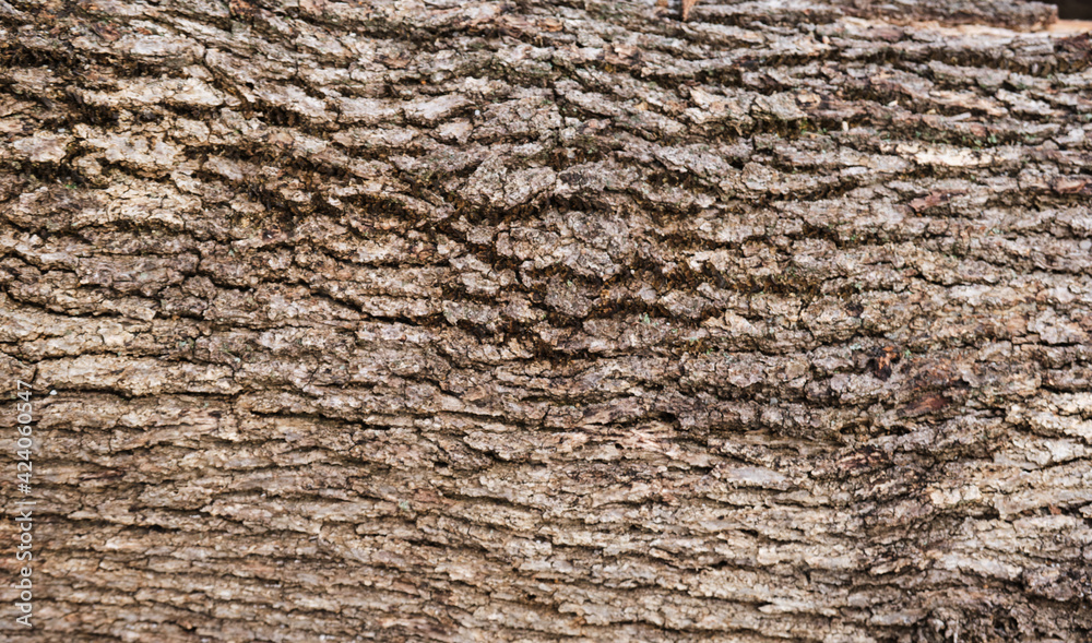 Log close up, sawn tree side view of sharp parts of felled log. Wood textured wall for background or design. Old stump texture. Log close up, sawn tree side view of sharp parts of felled log. Wood textured wall for background or design. Old stump texture.