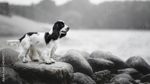 Obraz na płótnie cocker spaniel dog on big stones