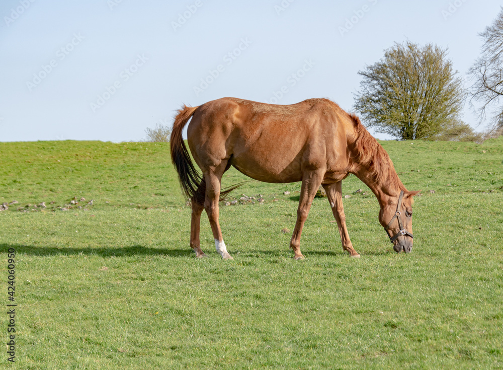 Young horse grazing in the paddock , spring time.