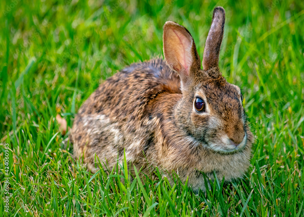 Bunny Tails Bunny Tails