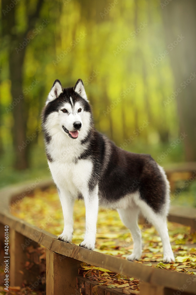 siberian husky dog in nature