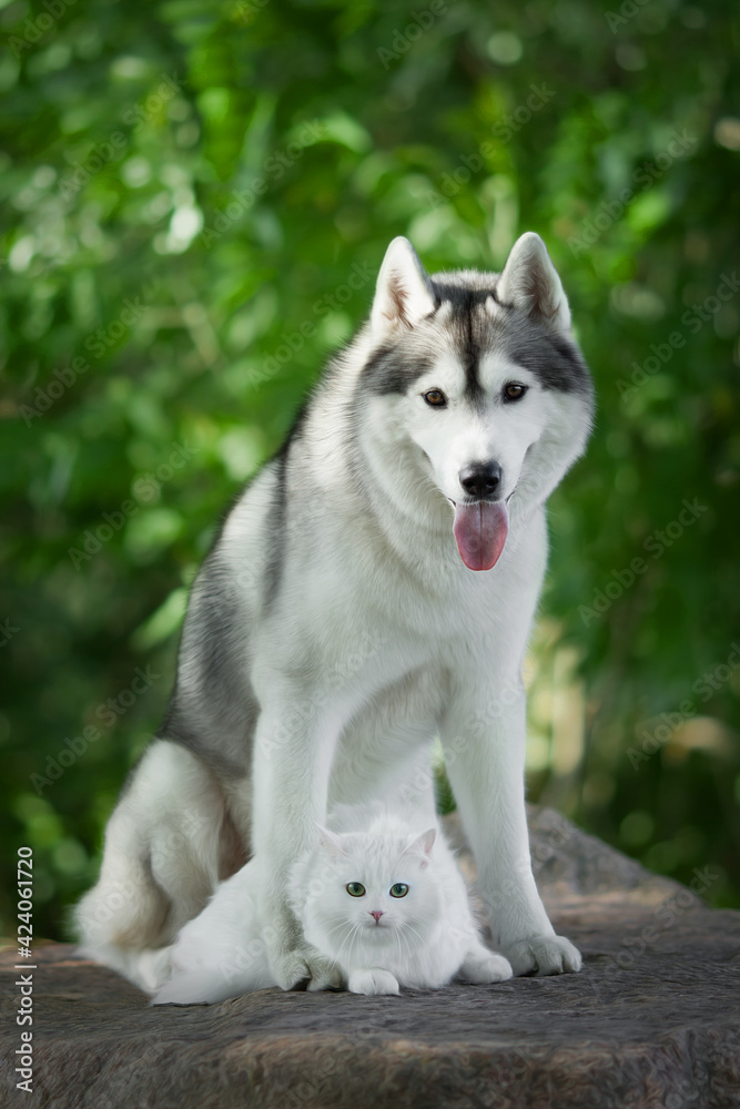 siberian husky dog in green nature siberian husky dog in green nature