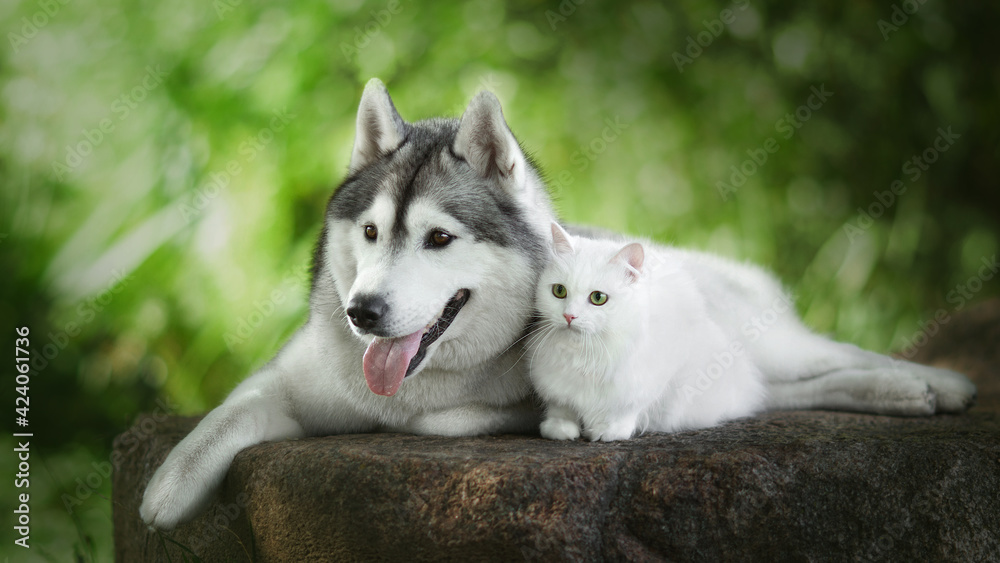 siberian husky dog with white cat in green nature