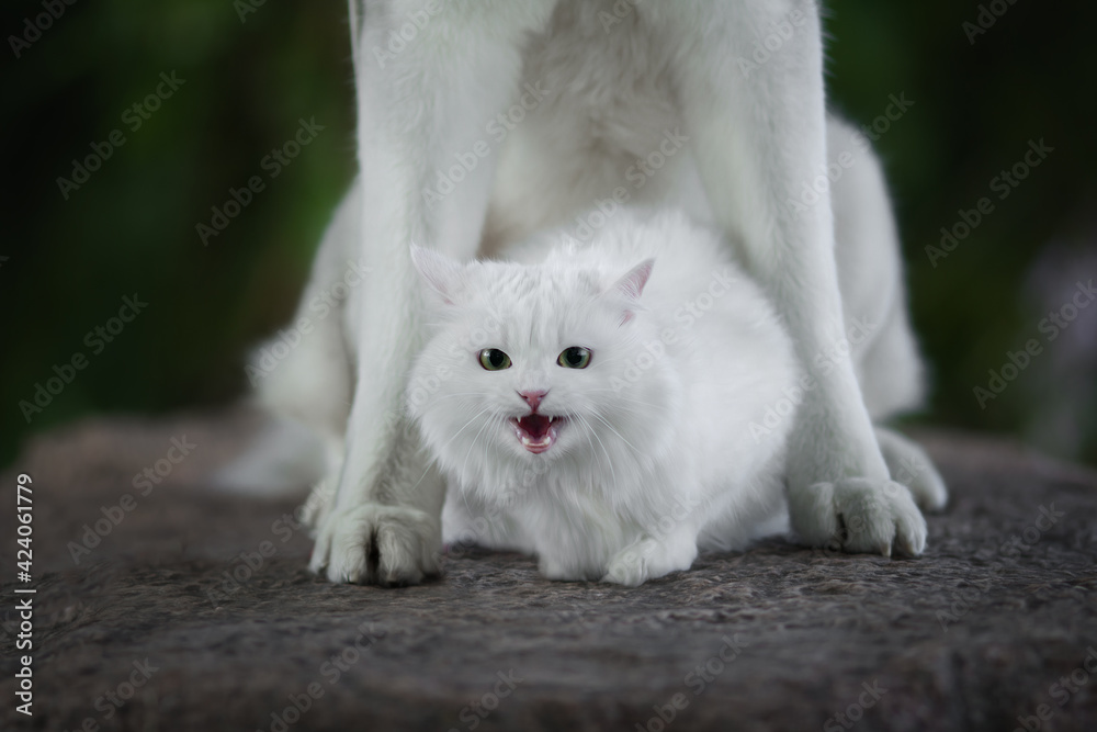 siberian husky dog with white cat in green nature