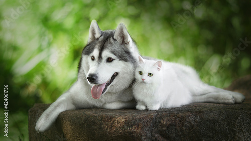 Cuadro en lienzo siberian husky dog with white cat in green nature