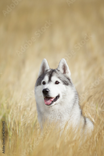 siberian husky dog in wheat field