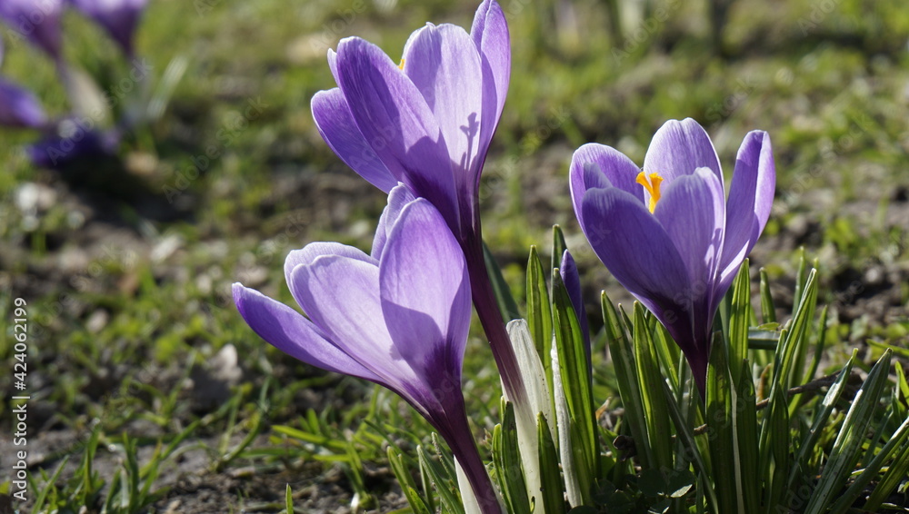 Violet crocuses. Beautiful flowers close-up. Violet crocuses. Beautiful flowers close-up.