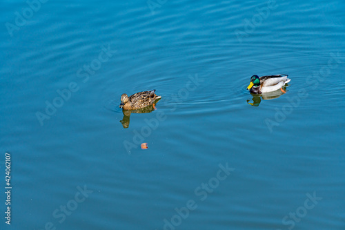 Birds swim on the water, a duck and a drake swim side by side in a clean reservoir