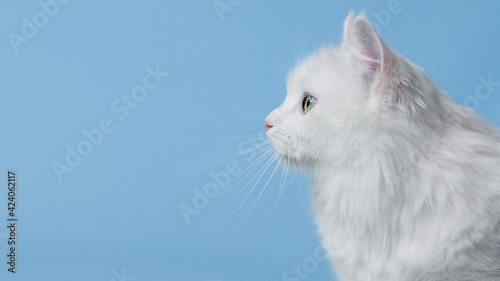 white cat on blue background