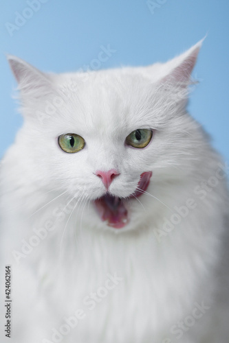 white cat on blue background