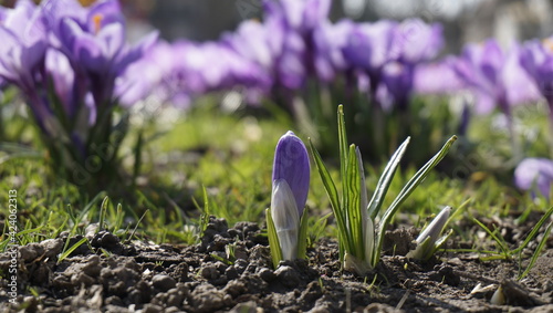 Violet crocuses. Beautiful flowers close-up.  