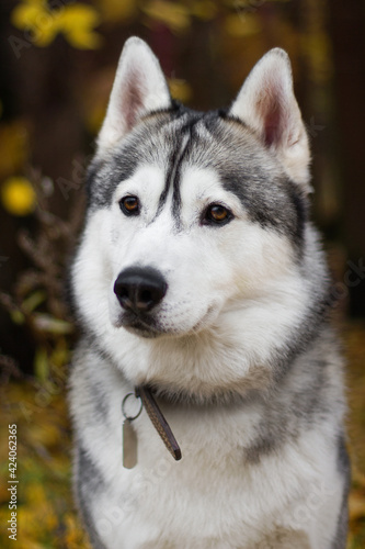 siberian husky dog in autumn nature park