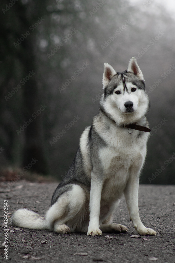 Obraz premium siberian husky dog in autumn fog grey nature