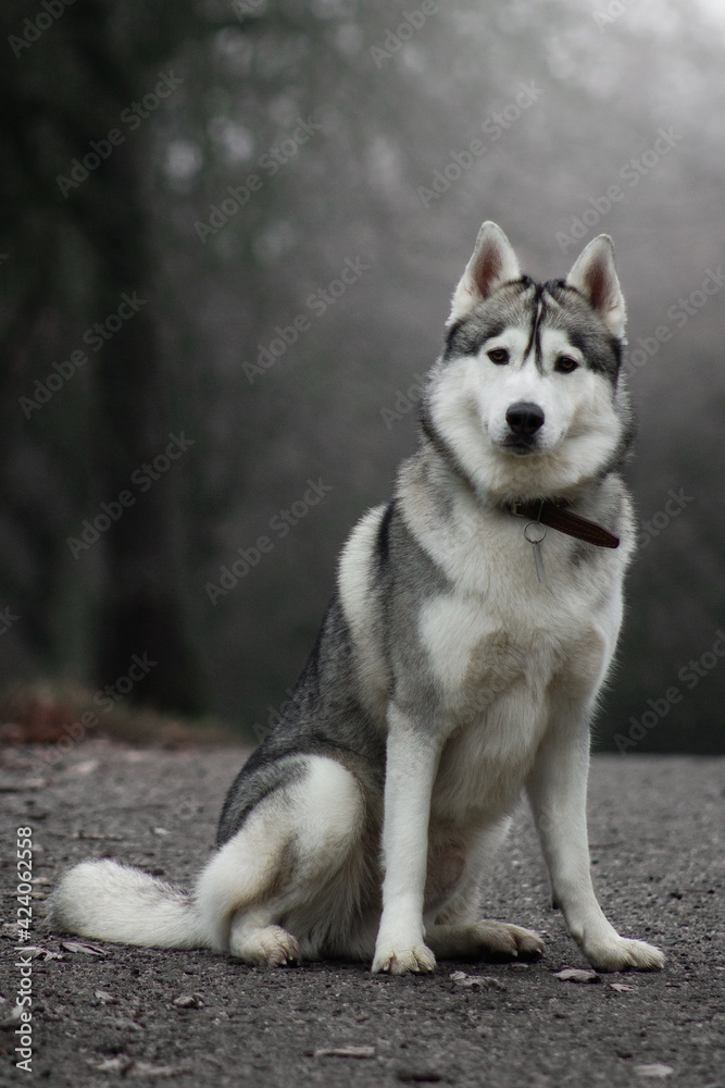 siberian husky dog in autumn fog grey nature