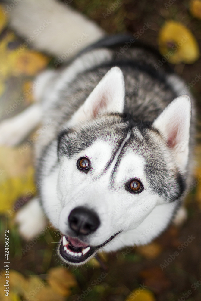 siberian husky dog in autumn nature park
