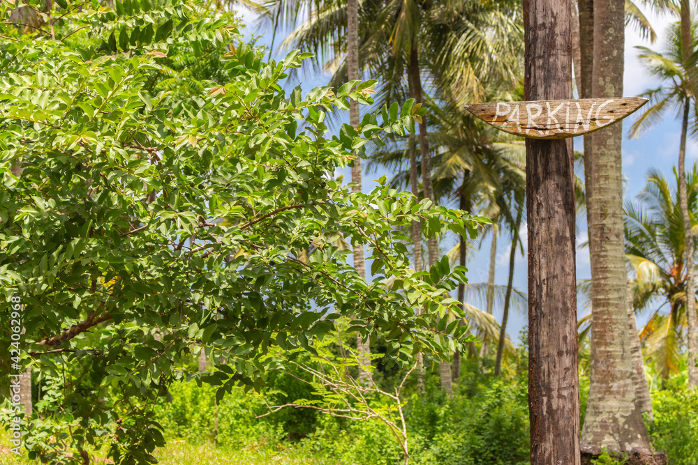 Wooden sign Parking on palm tree in jungle. Tropical landscape with signpost Parking. Rainforest with empty parking zone. Directional board. Summer vacations. Travel destinations. Wooden sign Parking on palm tree in jungle. Tropical landscape with signpost Parking. Rainforest with empty parking zone. Directional board. Summer vacations. Travel destinations.