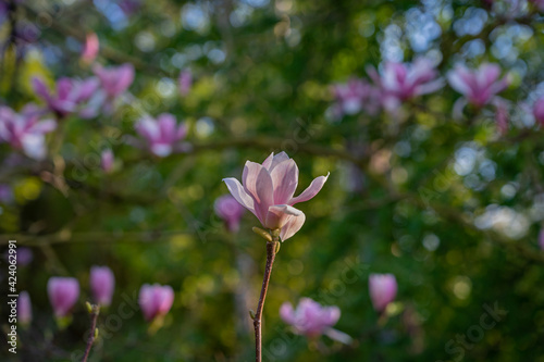 Gennevilliers  France - 02 27 2021  Chanteraines park. Nature in bloom in spring season. Pink magnolia in bloom