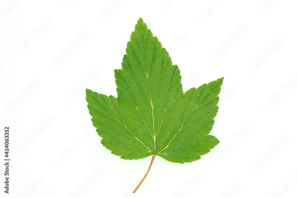 Green leaf of currant on a white background for design, vertical frame. Green leaf of currant on a white background for design, vertical frame.