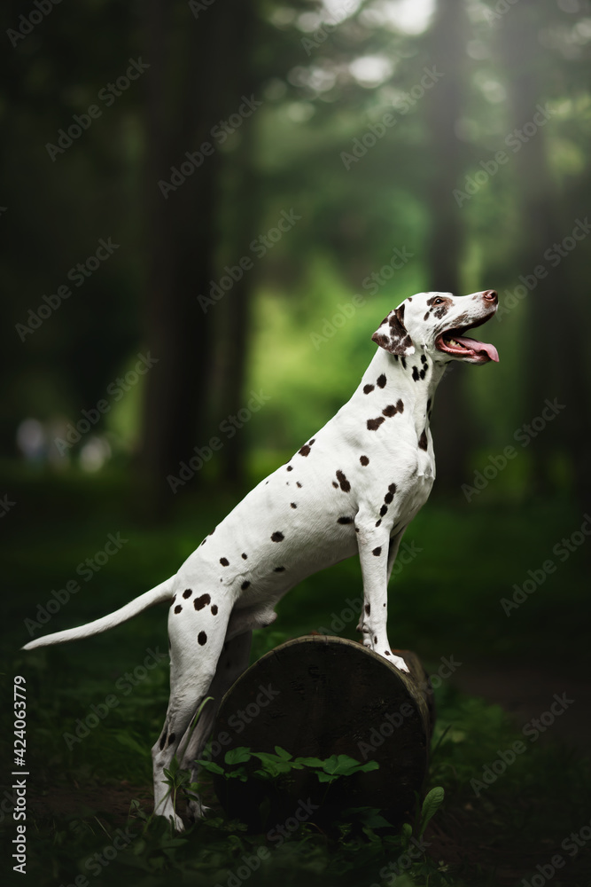 dalmatian dog in nature