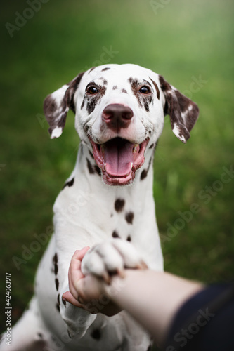 dalmatian dog in nature photo