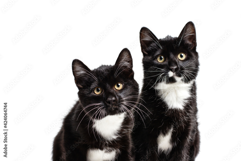 black cats on white background