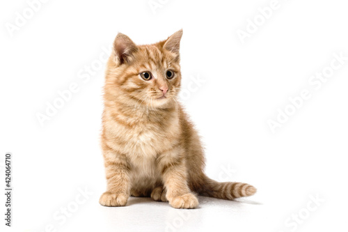 cat on white background