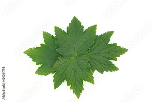 Green currant leaves isolated on white background, laid out in a pattern for design.