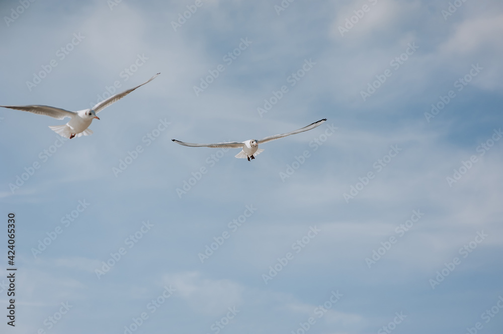 Two large, beautiful white sea gulls fly against the blue sky, soaring above the clouds and the ocean, the sea, spreading their long wings. Summer photography of birds Two large, beautiful white sea gulls fly against the blue sky, soaring above the clouds and the ocean, the sea, spreading their long wings. Summer photography of birds