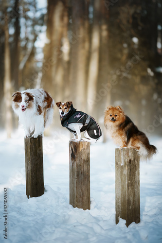 Photography border collie jack russel terrier and pomeranian spitz dogs in winter forest