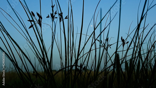 reeds at sunset