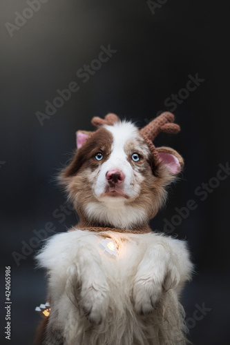 border collie dog in funny dear hat
