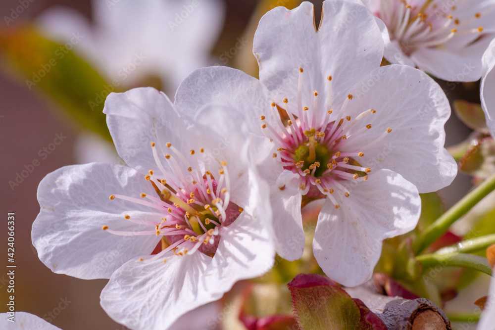 beautiful closeup spring blossoming tree beautiful closeup spring blossoming tree