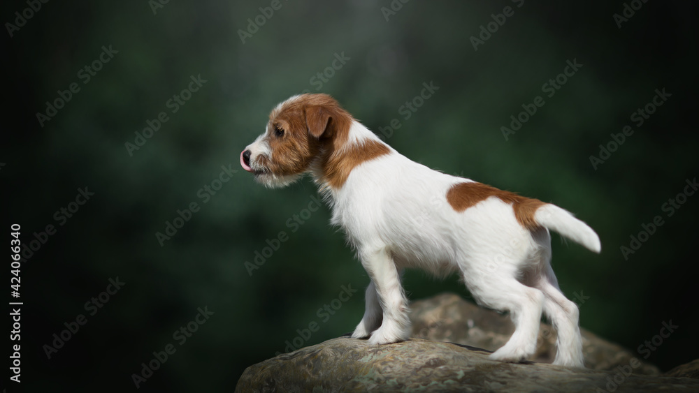 jack russell terrier puppy in park
