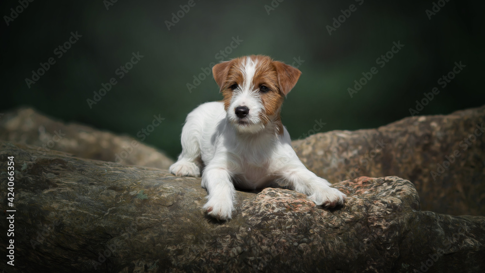 jack russell terrier puppy in park