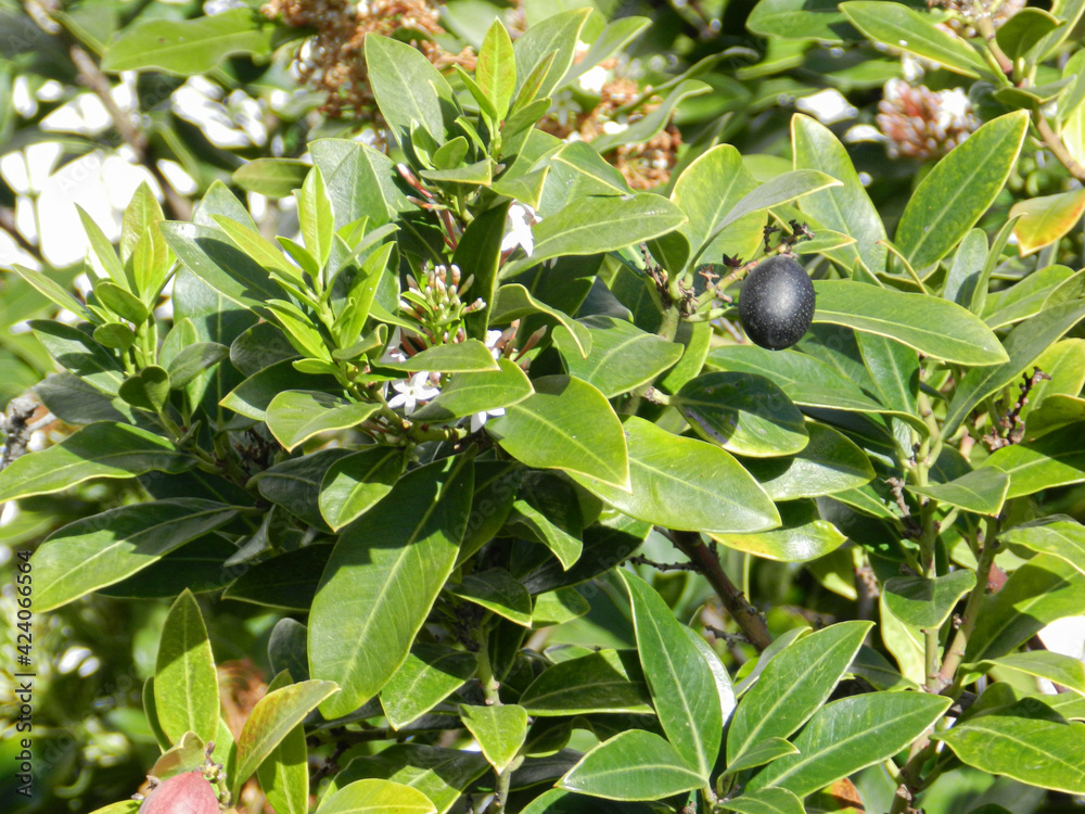 blueberries on a tree blueberries on a tree