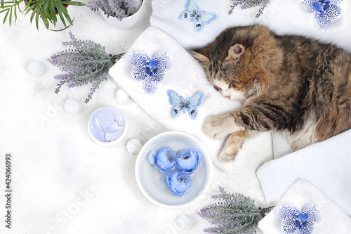 Spa concept, wellness composition with aromatic water, lavender, archidea flowers and a sleeping cat on a towel, aromatherapy and skincare, salon invitation and advertising business card, animal care, photo