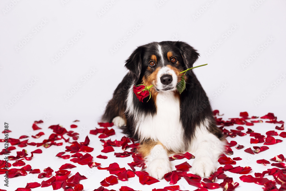 funny aussi dogs celebrate valentines day on white background with red hearts funny aussi dogs celebrate valentines day on white background with red hearts