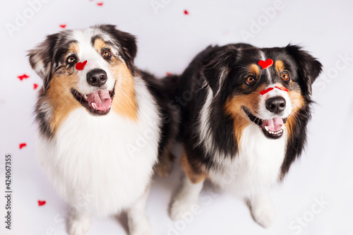 Photography funny aussi dogs celebrate valentines day on white background with red hearts