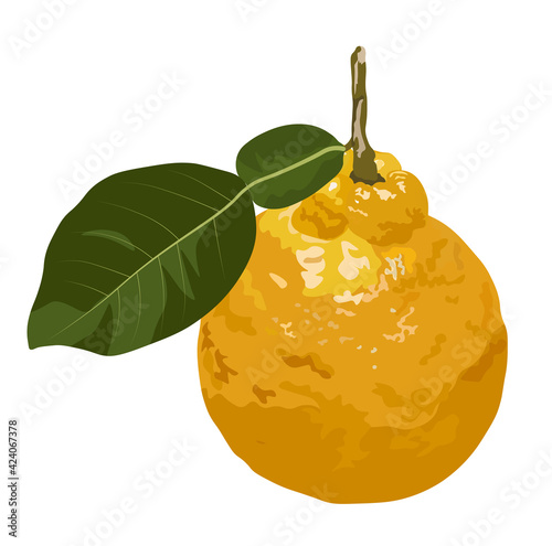 Yuzu Vector stock illustration. Citrone. Yellow sour citron fruit ripe with leaves. Lemon, lime, Mandarin, orange, citrus fruit and watercolor greens. Isolated on white background.
