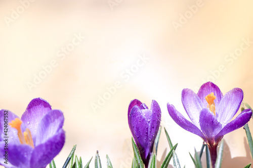 crocuses spring background. photo for text postcards. spring snowdrops on a blue background. primroses in the dew. spring flowers.