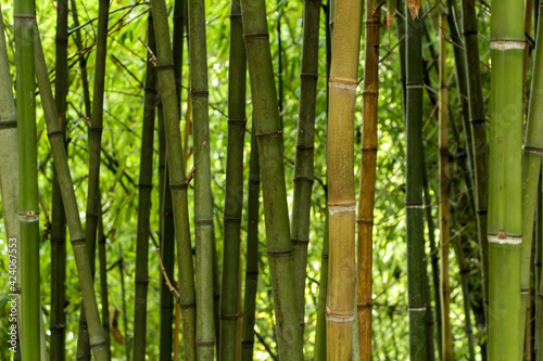 Beautiful Forest of bamboo canes