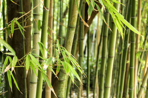 Beautiful Forest of bamboo canes